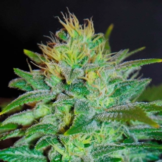 Samsara Seeds Sweet Black Angel 