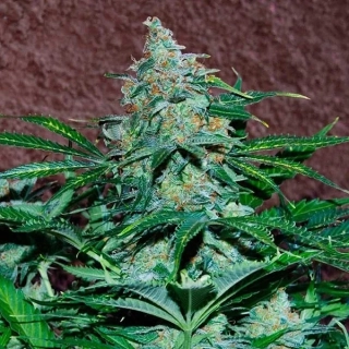 World of Seeds Amnesia Ryder Auto