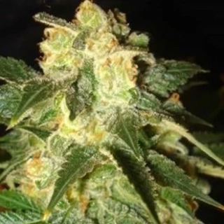 World of Seeds Pakistan Ryder Auto