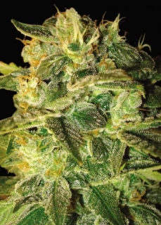 World of Seeds Sugar Mango Ryder Auto