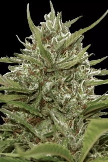 Paradise Seeds White Berry