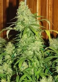 World of Seeds Star 47