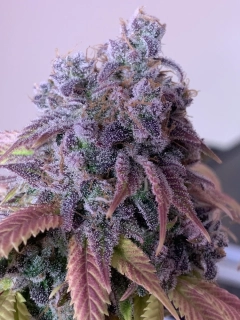 World of Seeds Strawberry Blue