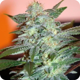 World of Seeds Yumbolt 47