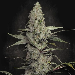 Paradise Seeds Autoflowering Mix 1 6ks