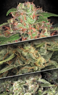 Paradise Seeds Autoflowering Mix 2 6ks