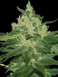 World of Seeds Afghan Kush Regular 10ks