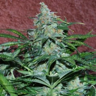 World of Seeds Brazil Amazonia Regular 10ks