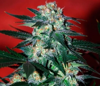 World of Seeds Colombian Gold Regular 10ks