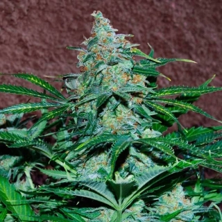 World of Seeds Wild Thailand Regular 10ks