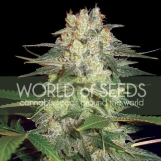 World of Seeds Samonakvétací Mix 8ks