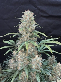 Natural Seeds Afghan Auto