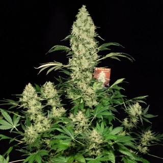 Natural Seeds AK-47 fem.