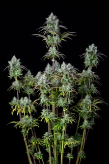 Natural Seeds Big Bud Auto