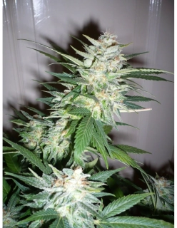 Natural Seeds G.W.S. (Great White Shark)