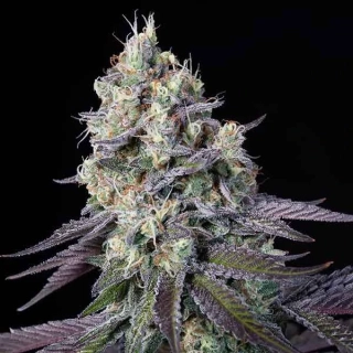 Paradise Seeds Indica Mix 6ks