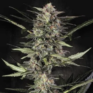 Paradise Seeds Sativa Mix 6ks