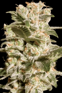 Paradise Seeds Belladonna