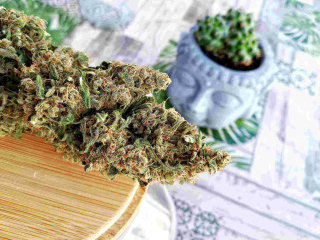 Buddha Seeds Deimos Regular