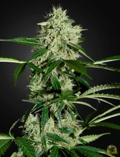 Growshop Seeds Northern Light Auto