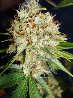 Ministry of Cannabis Big Bud XXL