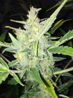 Ministry of Cannabis Auto White Widow
