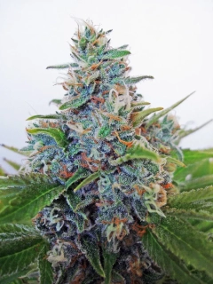 Ministry of Cannabis Auto Blue Amnesia
