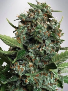 Ministry of Cannabis Auto Pilot XXL