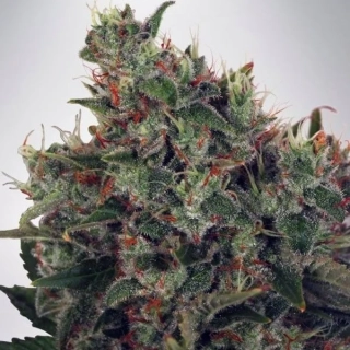 Ministry of Cannabis Ultra White Amnesia