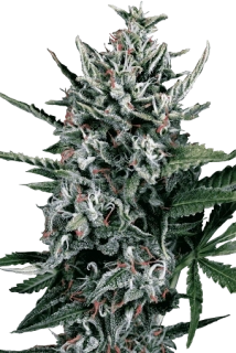 Ministry of Cannabis Auto Silver Bullet