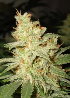 Ministry od Cannabis Carnival