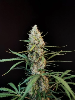 Natural Seeds Jack Herer Auto