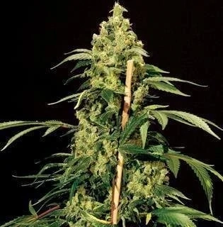 Natural Seeds Jack Herer