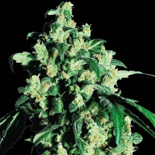 Natural Seeds Super Skunk