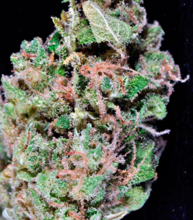 Barney´s Farm Red Diesel