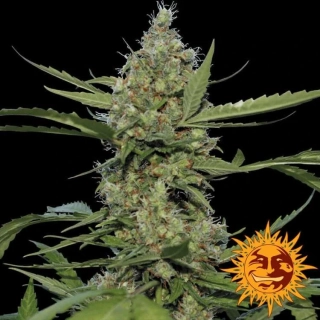 Barney´s Farm Laughing Buddha