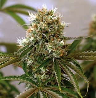 Barney´s Farm Red Cherry Berry