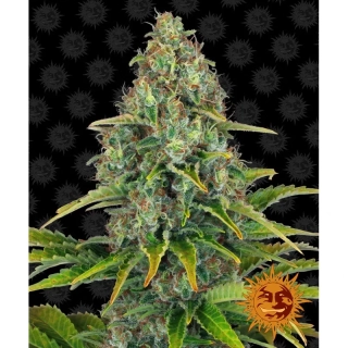 Barney´s Farm Blue Cheese