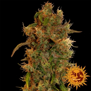 Barney´s Farm 8 Ball Kush