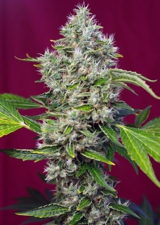 Sweet Seeds San Fernando Lemon Kush