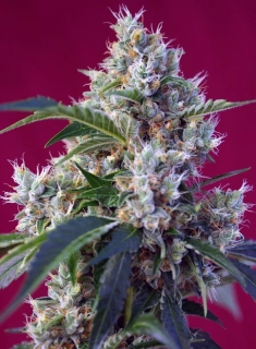Sweet Seeds Indigo Berry Kush