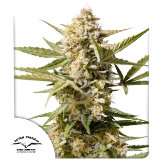 Dutch passion AutoCinderella Jack