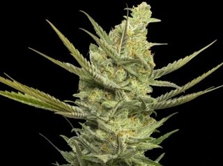 Eva seeds Gipsy Haze