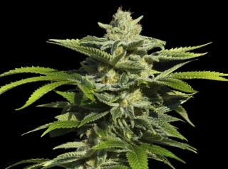 Eva seeds Papas Candy 
