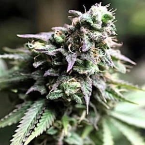 Bulldog Seeds Blue Dream 5ks