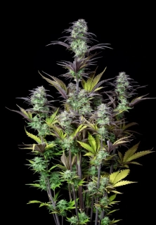 Bulldog Seeds Blueberry 420 Auto Fem 5ks