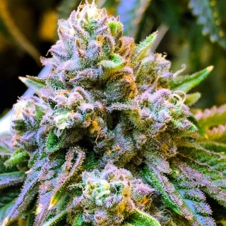 Natural Seeds Matanuska Gold Fever