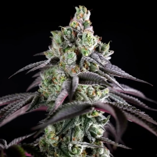 Natural Seeds Bud Forty5