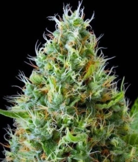 Natural Seeds Afghan Power Fast Version