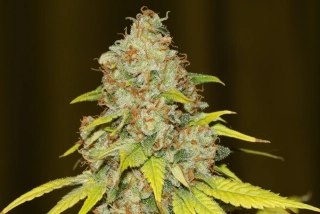Natural Seeds Skunk ONE Fast Version